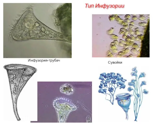 Инфузория-трубач Сувойки Тип Инфузории