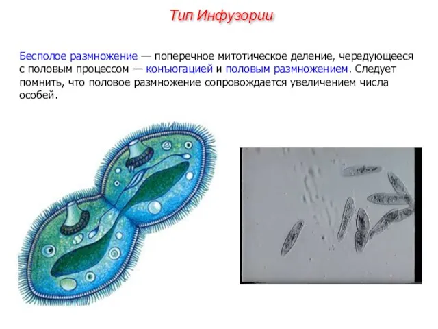 Бесполое размножение — поперечное митотическое деление, чередующееся с половым процессом —