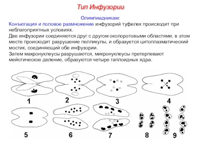 Олимпиадникам: Конъюгация и половое размножение инфузорий туфелек происходит при неблагоприятных условиях.