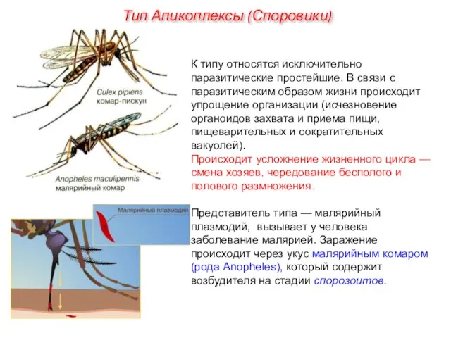 К типу относятся исключительно паразитические простейшие. В связи с паразитическим образом