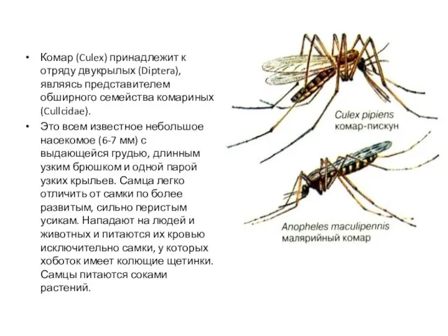 Комар (Culex) принадлежит к отряду двукрылых (Diptera), являясь представителем обширного семейства