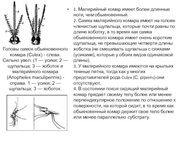 1. Малярийный комар имеет более длинные ноги, чем обыкновенный. 2. Самка