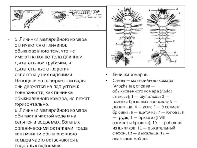 5. Личинки малярийного комара отличаются от личинок обыкновенного тем, что не