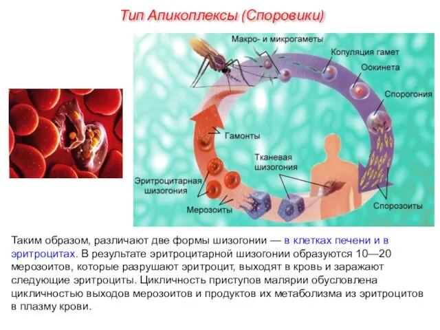 Таким образом, различают две формы шизогонии — в клетках печени и