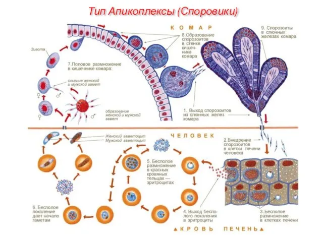 Тип Апикоплексы (Споровики)