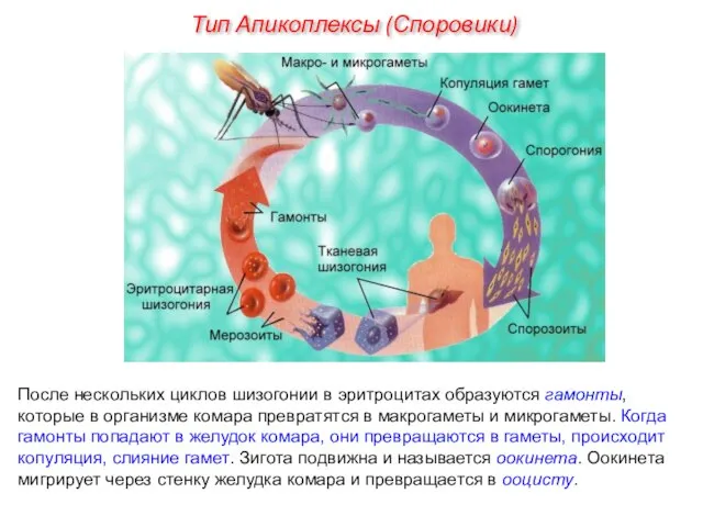 После нескольких циклов шизогонии в эритроцитах образуются гамонты, которые в организме