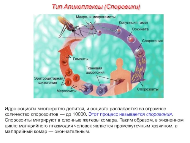 Ядро ооцисты многократно делится, и ооциста распадается на огромное количество спорозоитов