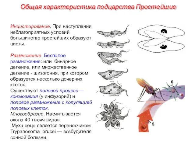 Инцистирование. При наступлении неблагоприятных условий большинство простейших образуют цисты. Размножение. Бесполое