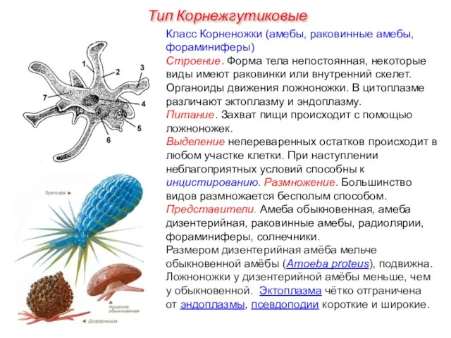 Класс Корненожки (амебы, раковинные амебы, фораминиферы) Строение. Форма тела непостоянная, некоторые