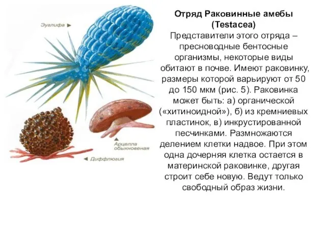 Отряд Раковинные амебы (Testacea) Представители этого отряда – пресноводные бентосные организмы,