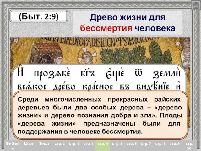 Древо жизни для бессмертия человека (Быт. 2:9) «И произрастил Господь Бог