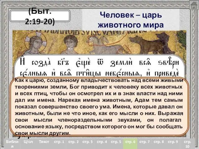 Человек – царь животного мира (Быт. 2:19-20) «И заповедал Господь Бог