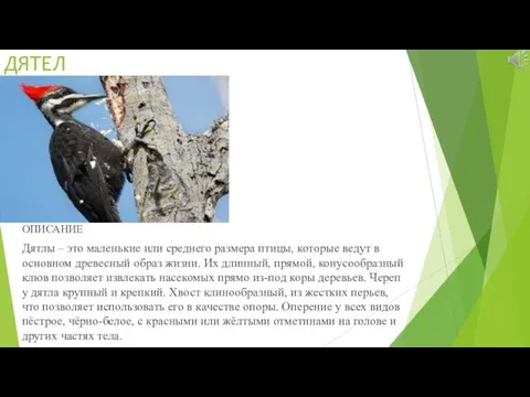 ДЯТЕЛ ОПИСАНИЕ Дятлы – это маленькие или среднего размера птицы, которые