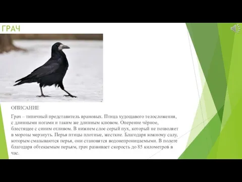 ГРАЧ ОПИСАНИЕ Грач – типичный представитель врановых. Птица худощавого телосложения, с