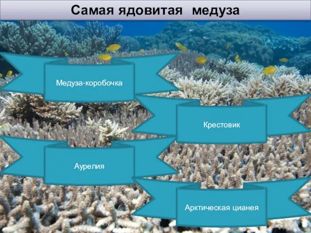 Самая ядовитая медуза Аурелия Арктическая цианея Крестовик Медуза-коробочка