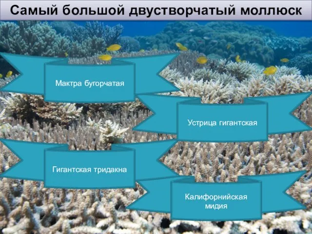 Самый большой двустворчатый моллюск Калифорнийская мидия Гигантская тридакна Устрица гигантская Мактра бугорчатая