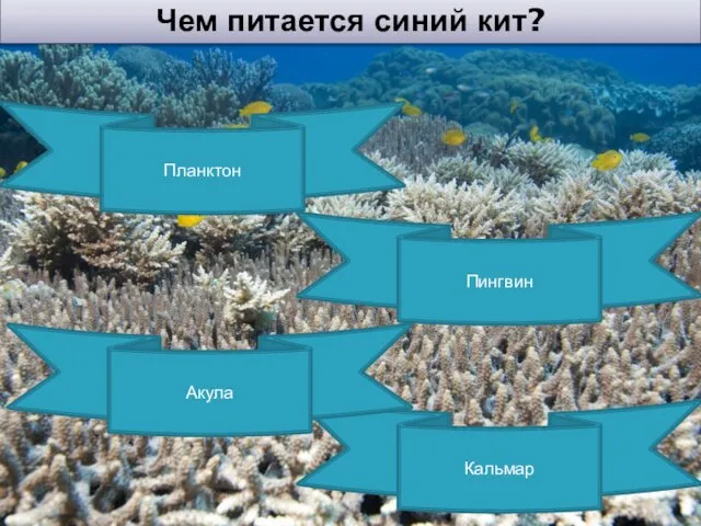 Чем питается синий кит? Планктон Кальмар Пингвин Акула