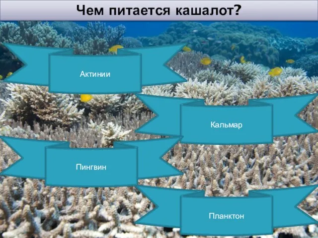 Чем питается кашалот? Кальмар Планктон Пингвин Актинии