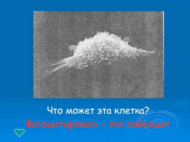 Что может эта клетка? Фагоцитировать – это лейкоцит