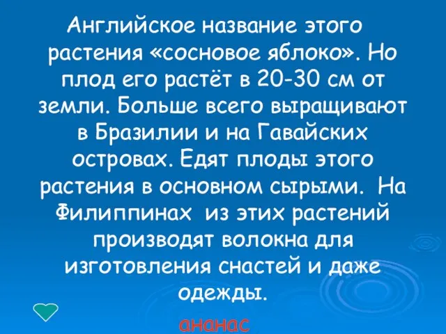 Английское название этого растения «сосновое яблоко». Но плод его растёт в