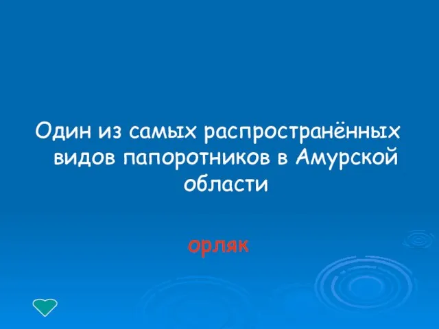 Один из самых распространённых видов папоротников в Амурской области орляк