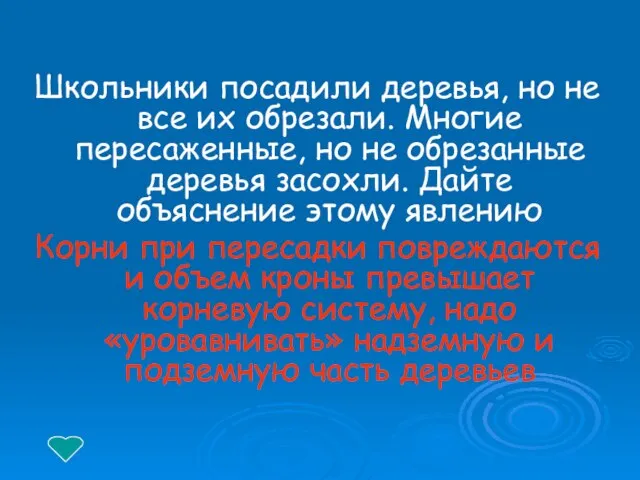 Школьники посадили деревья, но не все их обрезали. Многие пересаженные, но