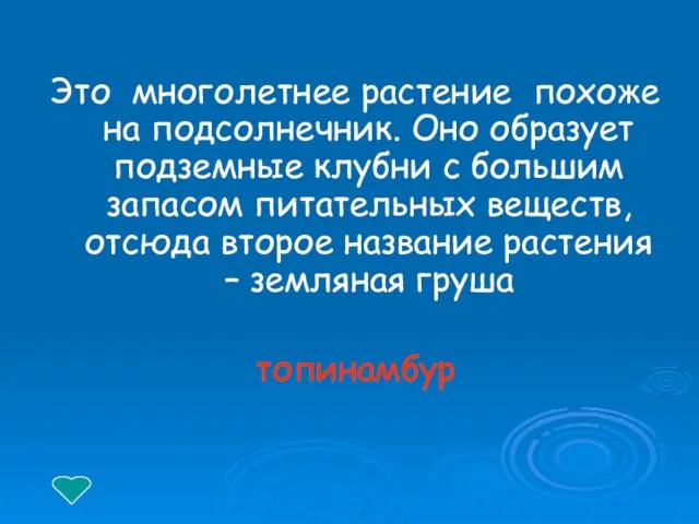 Это многолетнее растение похоже на подсолнечник. Оно образует подземные клубни с