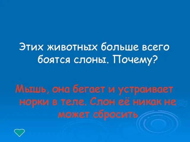 Этих животных больше всего боятся слоны. Почему? Мышь, она бегает и