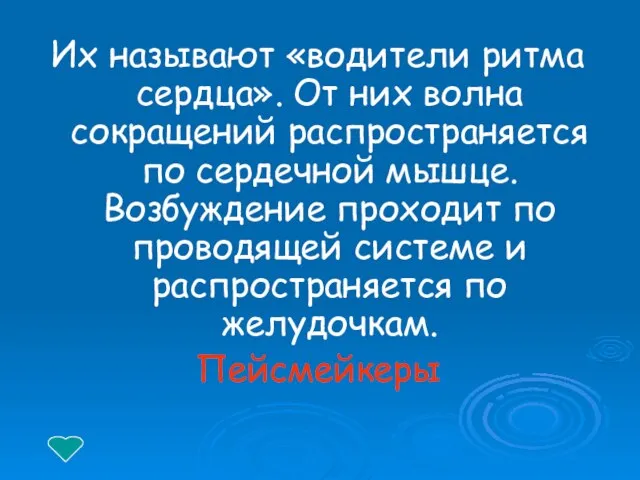 Их называют «водители ритма сердца». От них волна сокращений распространяется по