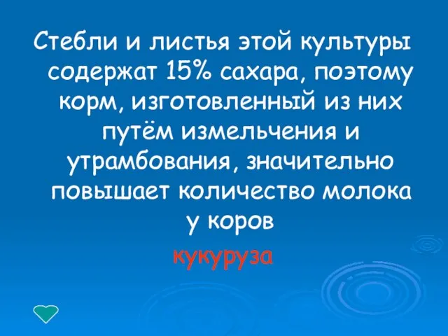 Стебли и листья этой культуры содержат 15% сахара, поэтому корм, изготовленный