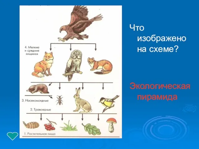 Что изображено на схеме? Экологическая пирамида