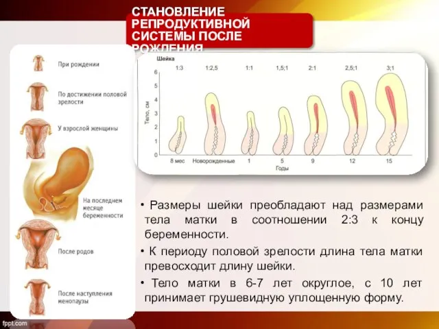 СТАНОВЛЕНИЕ РЕПРОДУКТИВНОЙ СИСТЕМЫ ПОСЛЕ РОЖДЕНИЯ Размеры шейки преобладают над размерами тела