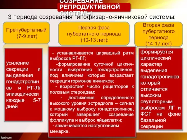 Препубертатный (7-9 лет) Первая фаза пубертатного периода (10-13 лет): Вторая фаза