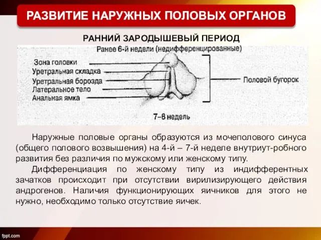 Наружные половые органы образуются из мочеполового синуса (общего полового возвышения) на