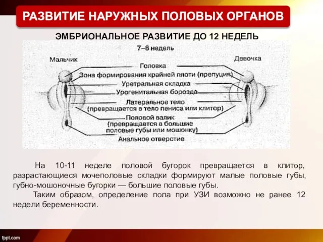 На 10-11 неделе половой бугорок превращается в клитор, разрастающиеся мочеполовые складки