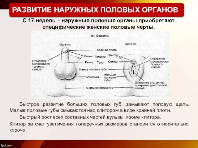 С 17 недель – наружные половые органы приобретают специфические женские половые