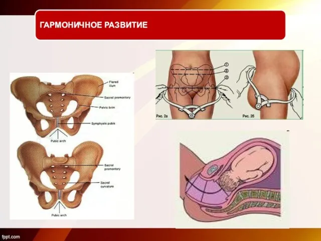 ГАРМОНИЧНОЕ РАЗВИТИЕ