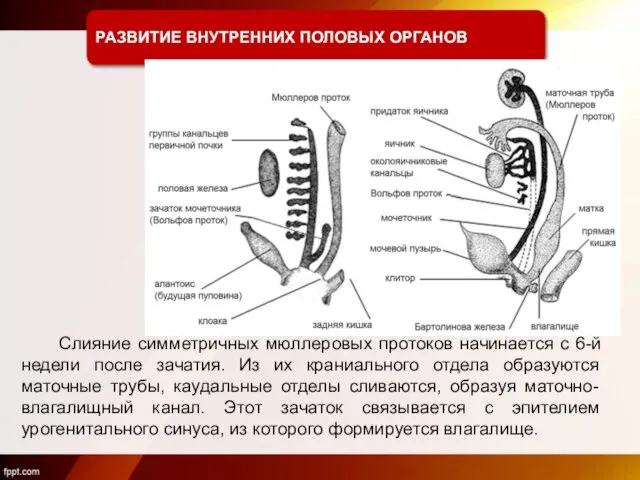 РАЗВИТИЕ ВНУТРЕННИХ ПОЛОВЫХ ОРГАНОВ Слияние симметричных мюллеровых протоков начинается с 6-й