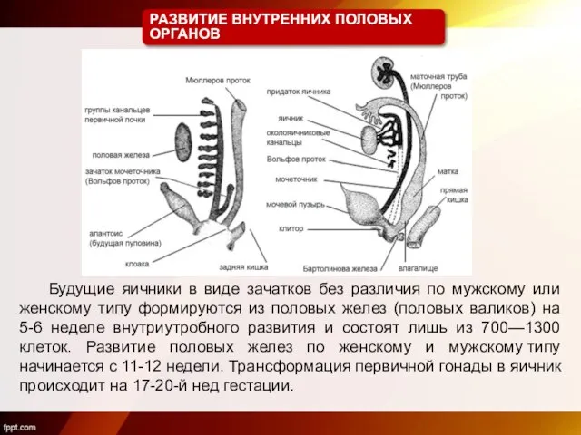 РАЗВИТИЕ ВНУТРЕННИХ ПОЛОВЫХ ОРГАНОВ Будущие яичники в виде зачатков без различия