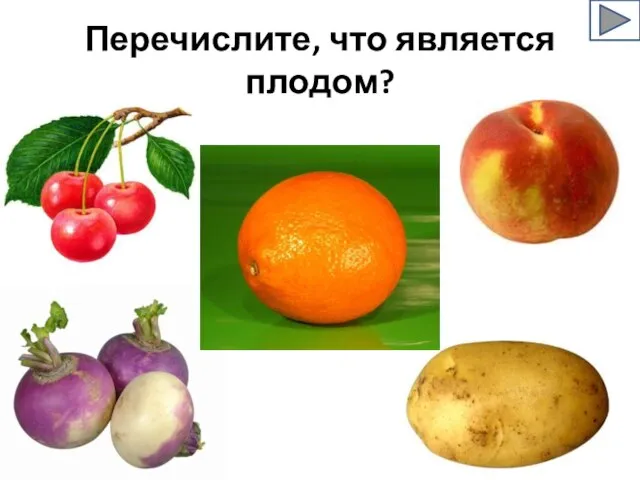 Перечислите, что является плодом?