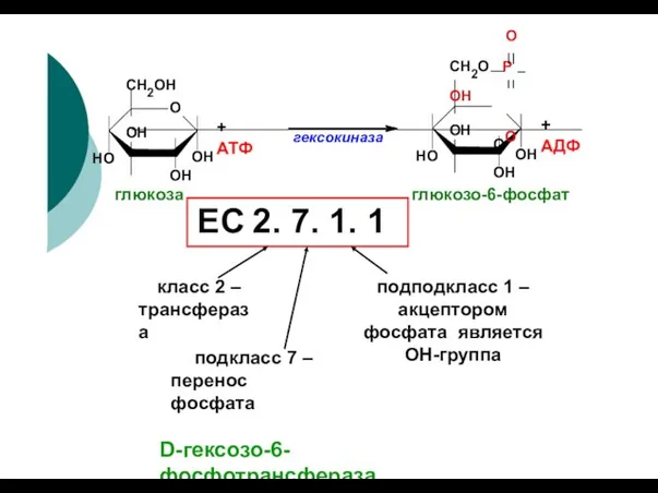 O СН2ОН HO OH OH OH + АТФ гексокиназа HO OH