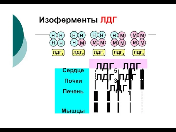 Изоферменты ЛДГ Сердце Почки Печень Мышцы ЛДГ5 ЛДГ4 3 ЛДГ ЛДГ 2 ЛДГ1