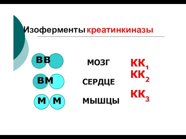 Изоферменты креатинкиназы в в МОЗГ КК1 в м м м СЕРДЦЕ МЫШЦЫ КК2 КК3