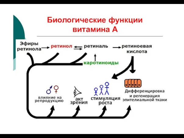 Биологические функции витамина А