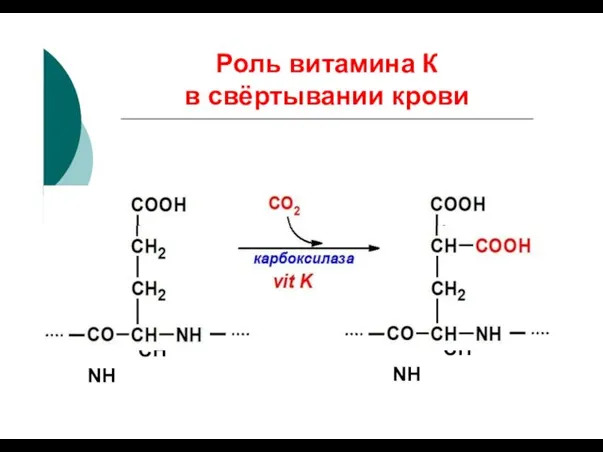 COOH СО2 COOH Роль витамина К в свёртывании крови СН2 СН2