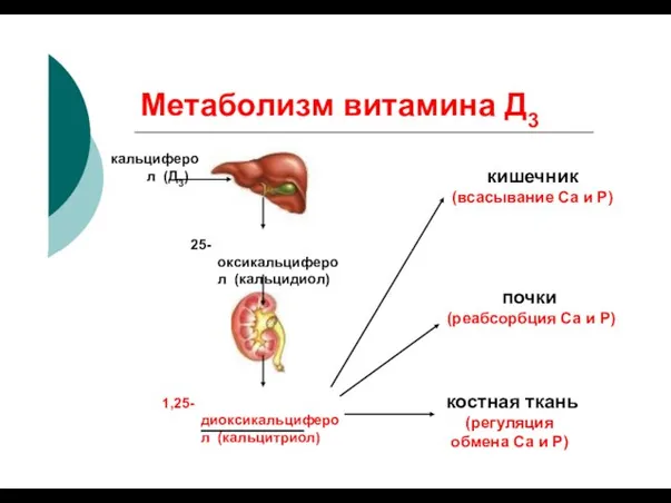 Метаболизм витамина Д3 кальциферол (Д3) кишечник (всасывание Са и Р) 25-оксикальциферол