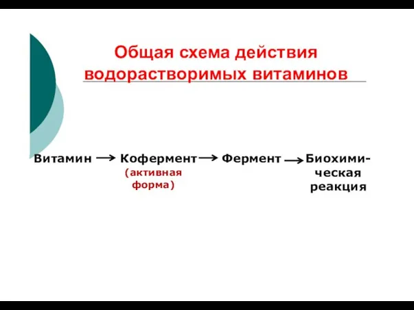 Общая схема действия водорастворимых витаминов Витамин Кофермент (активная форма) Фермент Биохими- ческая реакция