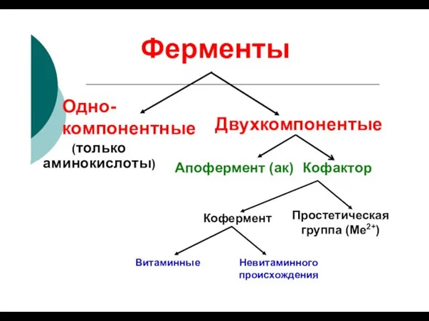 Ферменты Одно- компонентные (только Двухкомпонентые аминокислоты) Апофермент (ак) Кофактор Простетическая группа (Ме2+) Кофермент Витаминные Невитаминного происхождения