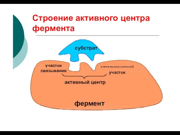 Строение активного центра фермента субстрат участок каталитический связывания участок активный центр фермент