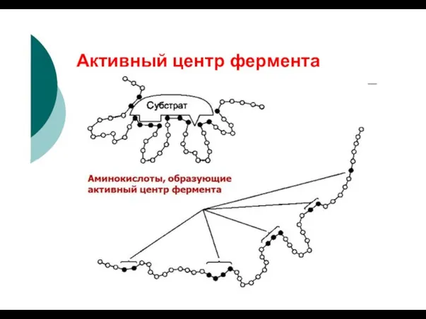 Активный центр фермента